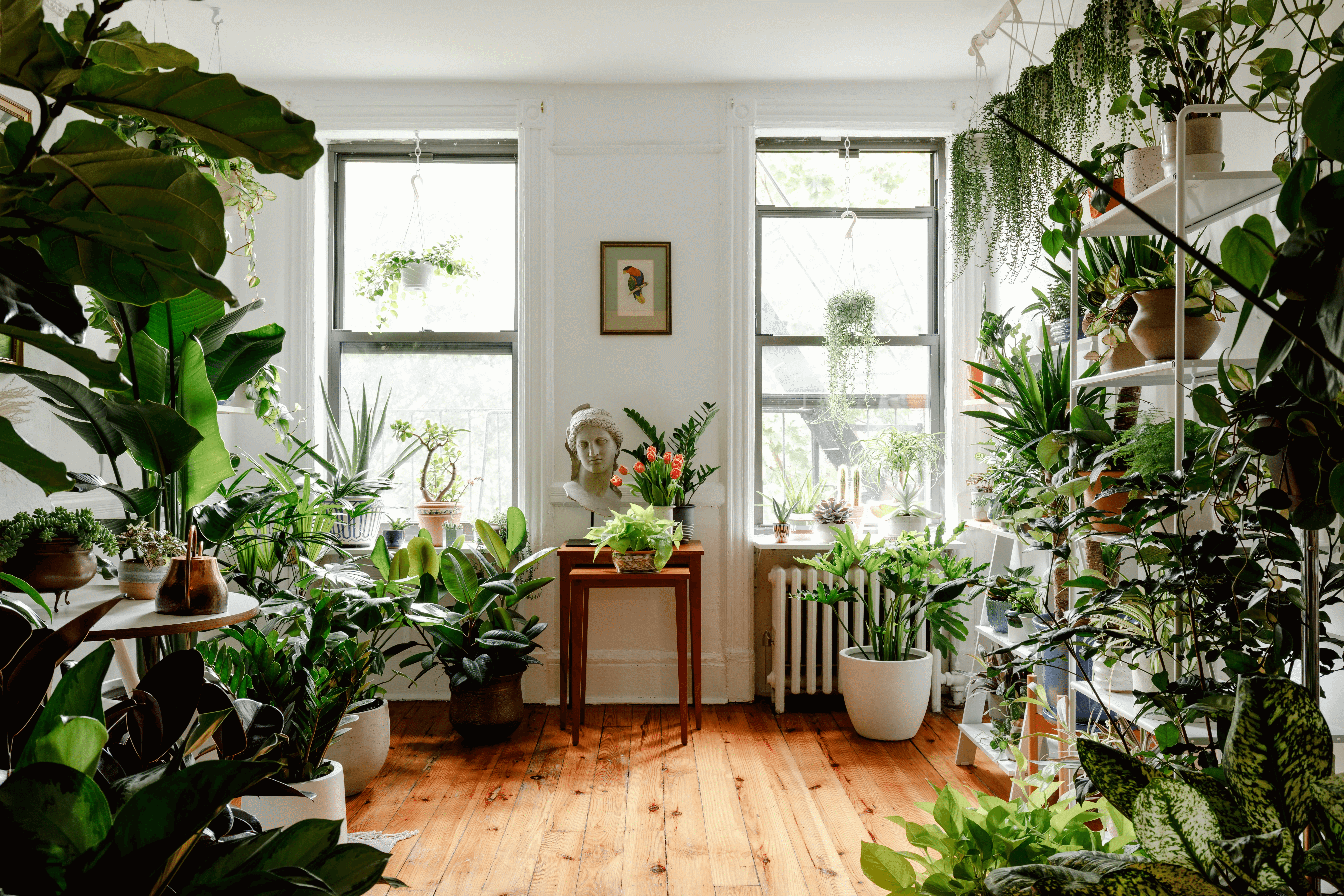 décorer avec des plantes d’intérieur